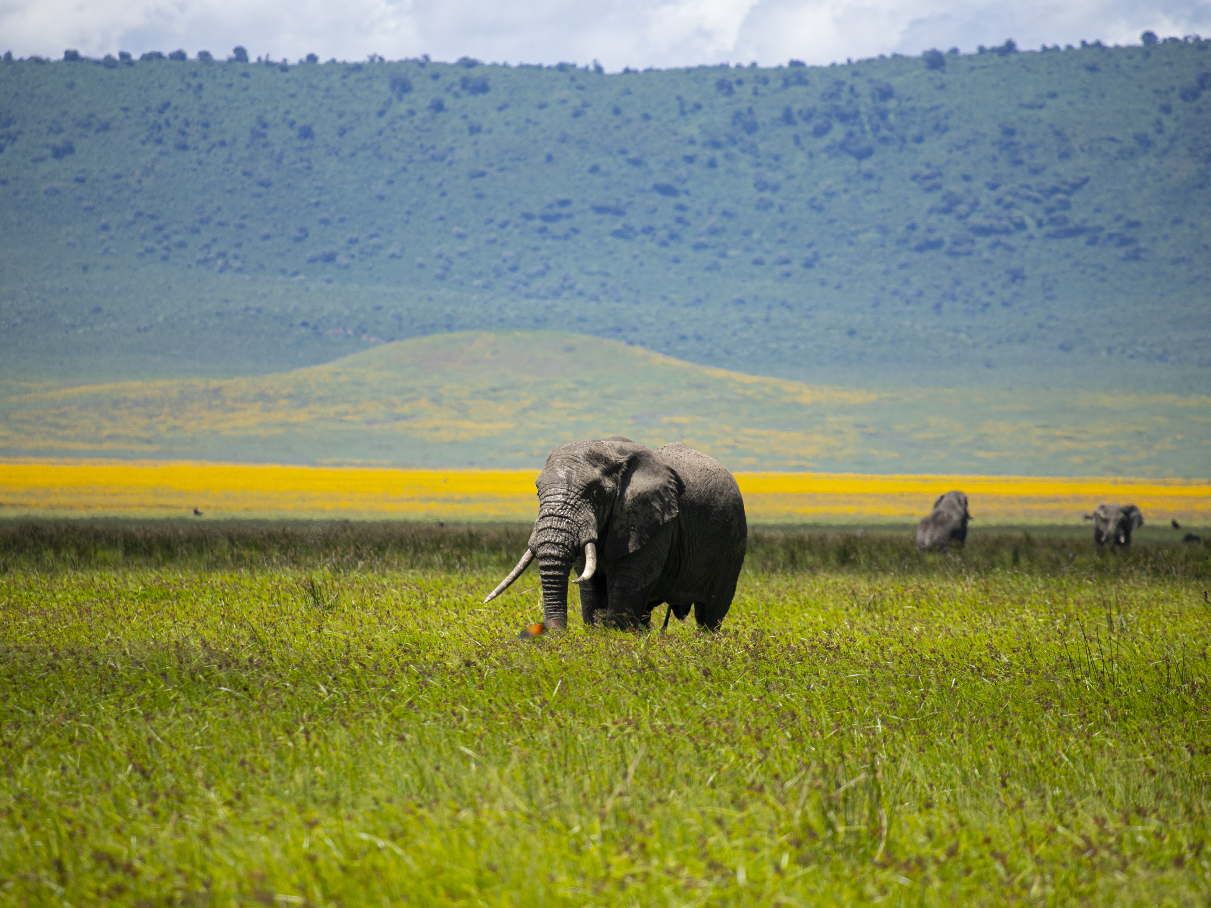 Karibu Safari Experience 1