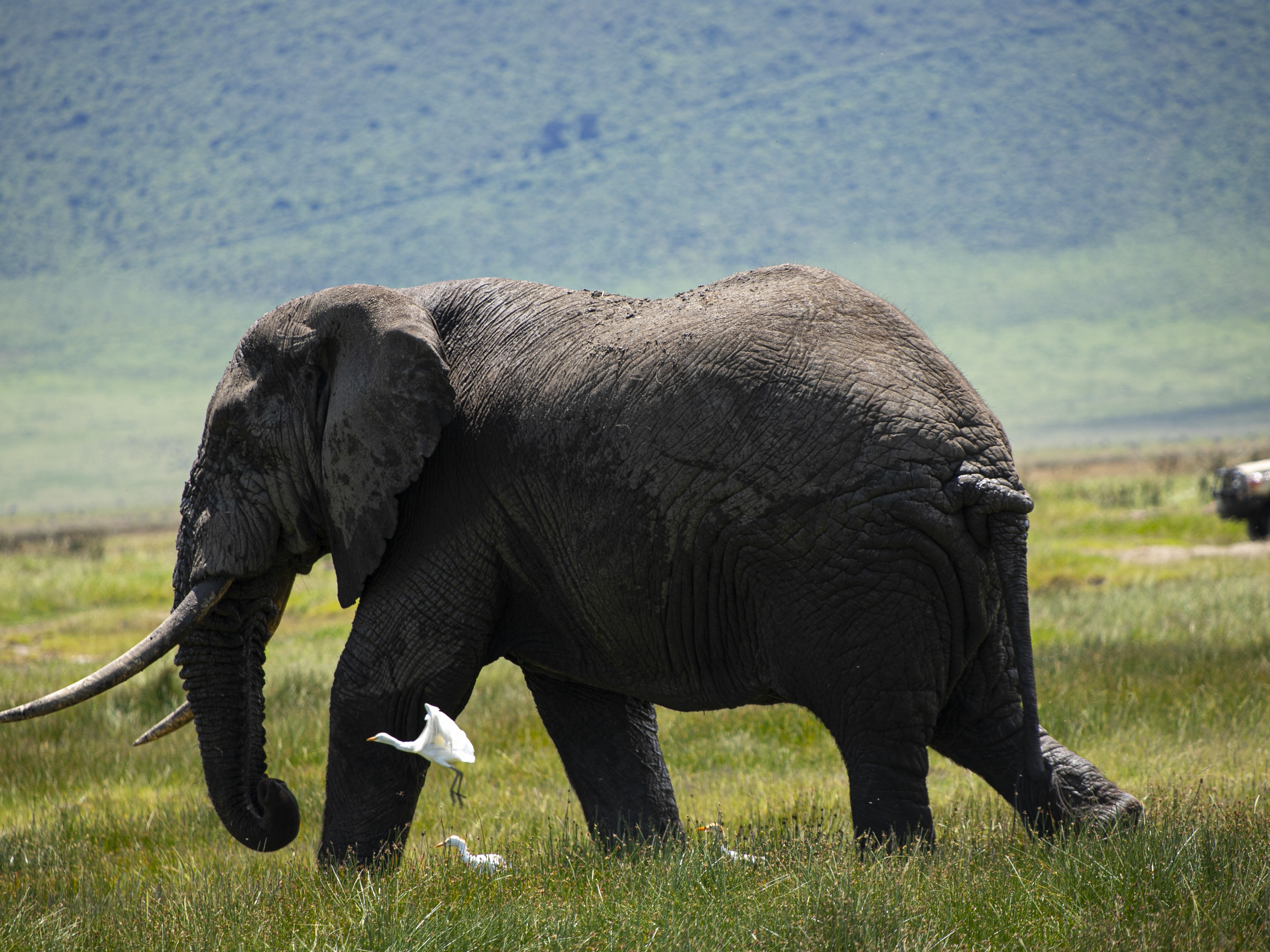 Karibu Safari Experience 2