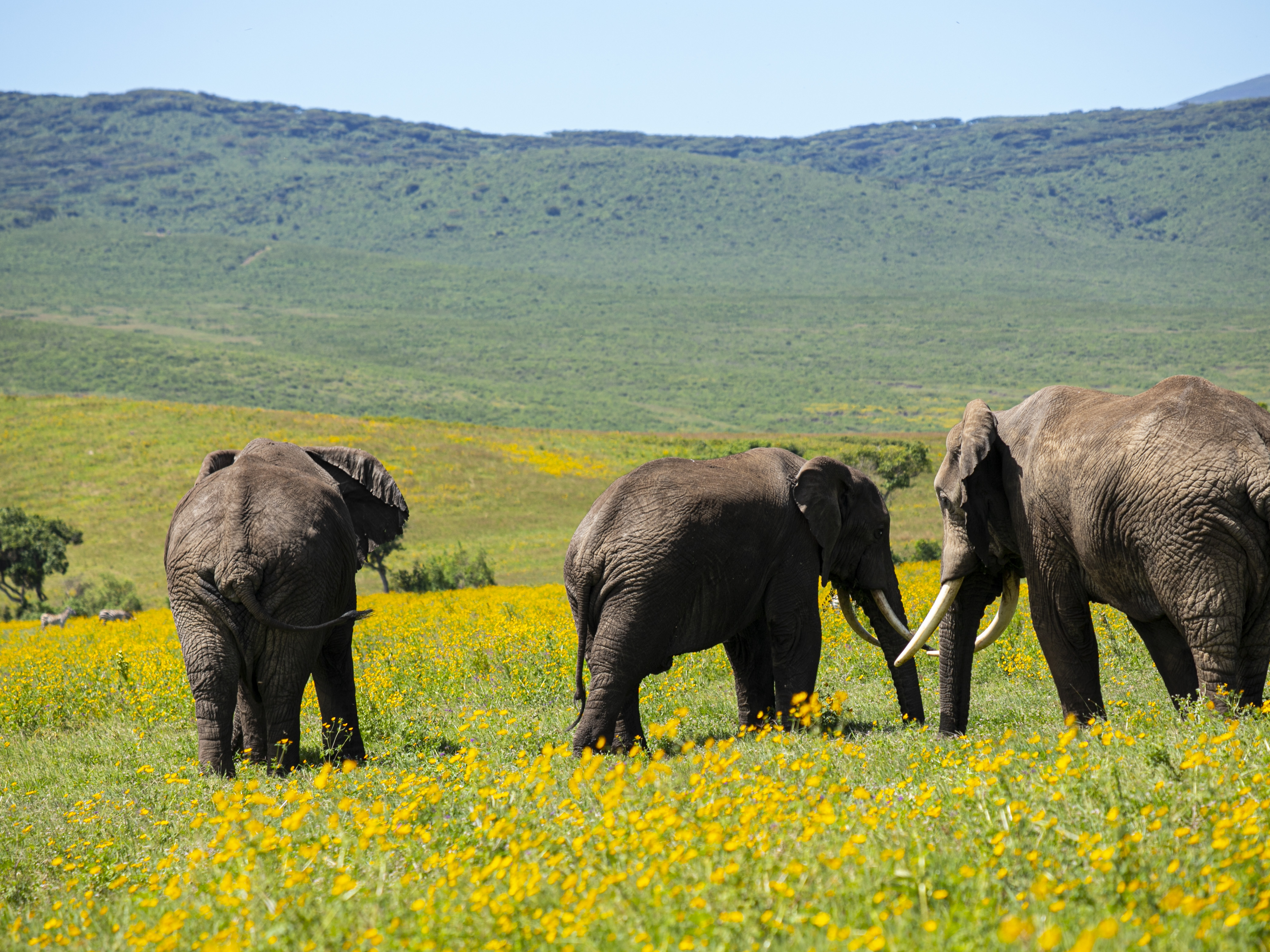 Karibu Safari Experience 4
