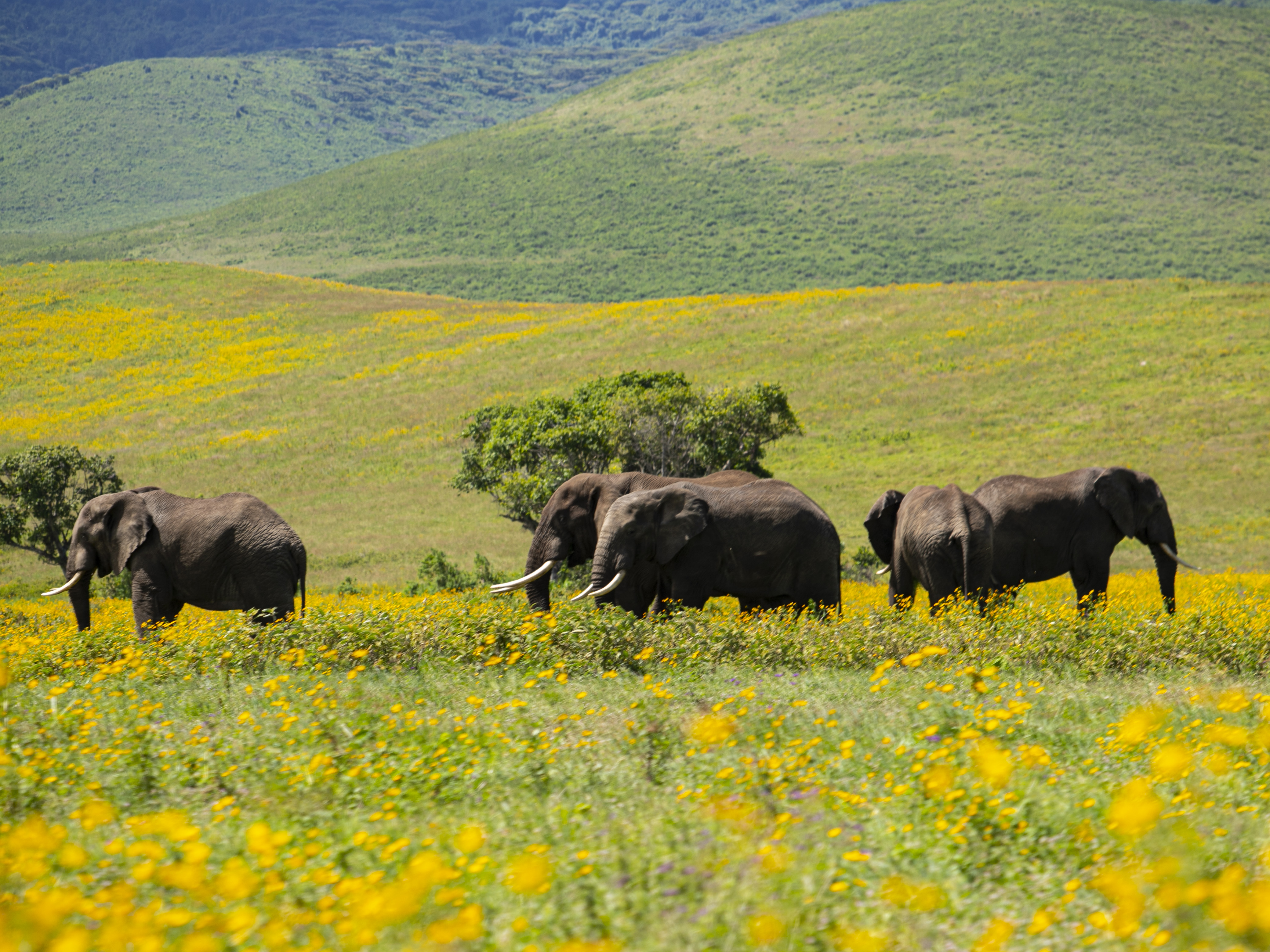 Safari Experience