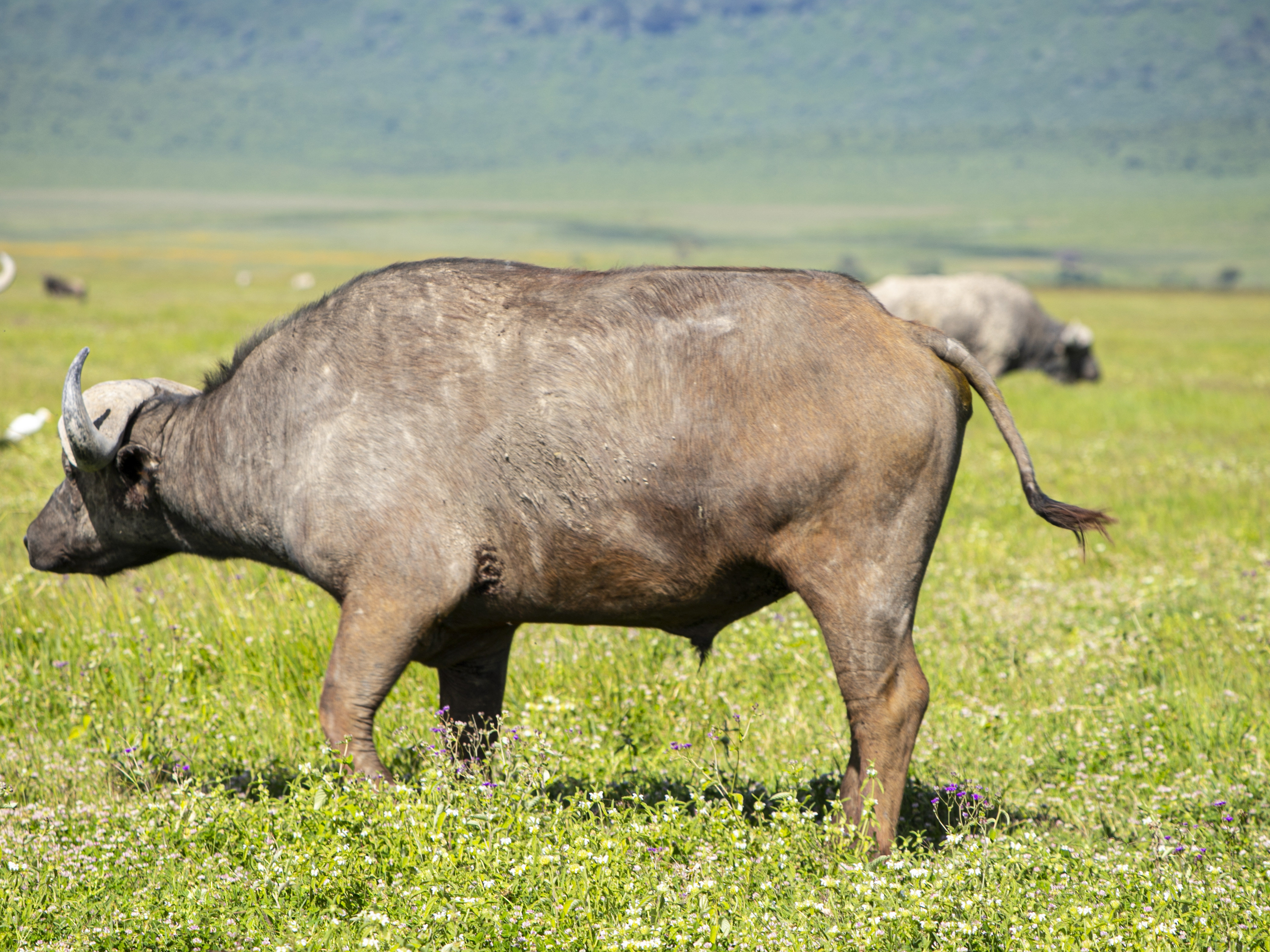 Karibu Safari Experience 8