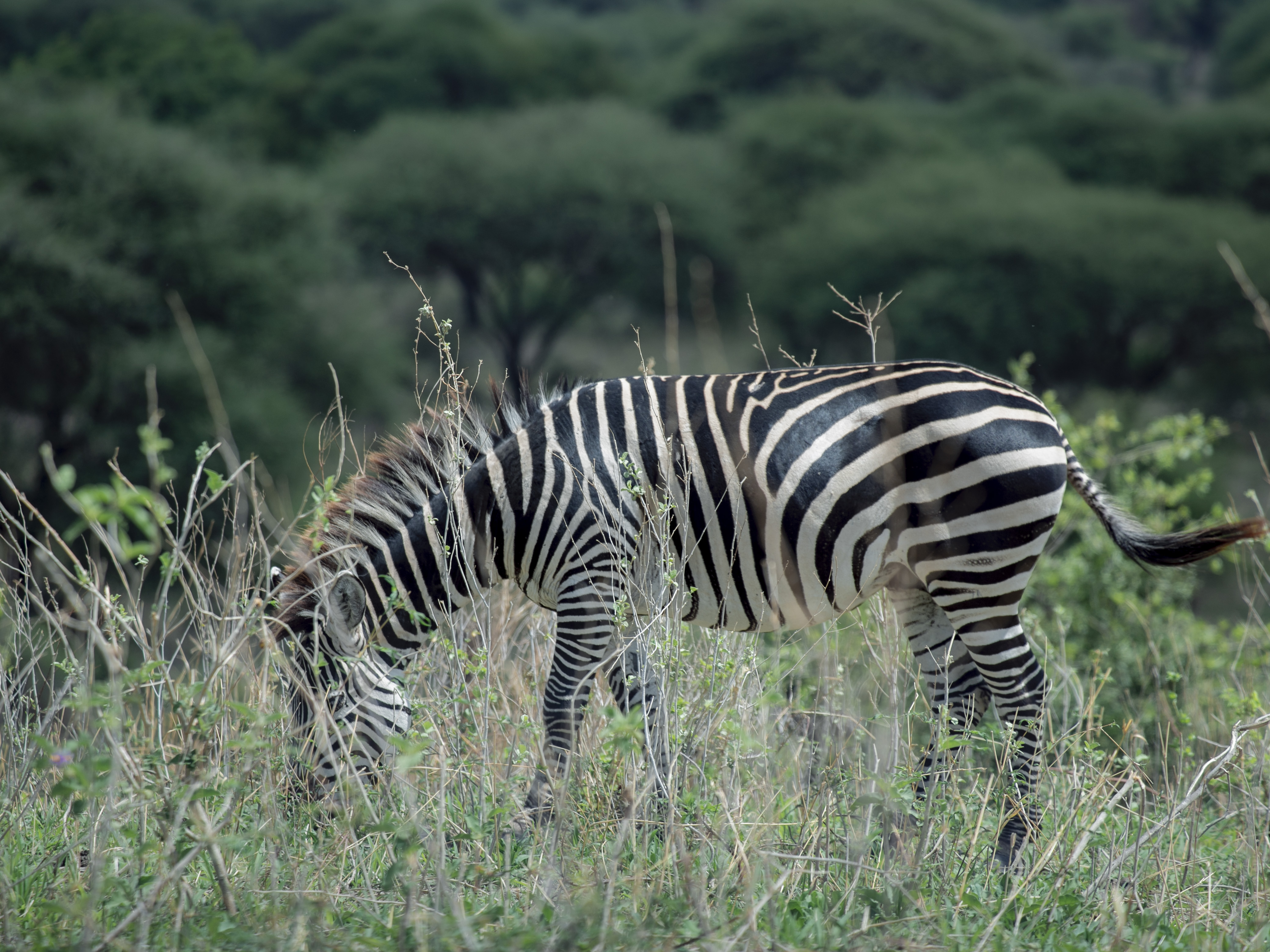 Karibu Safari Experience 9