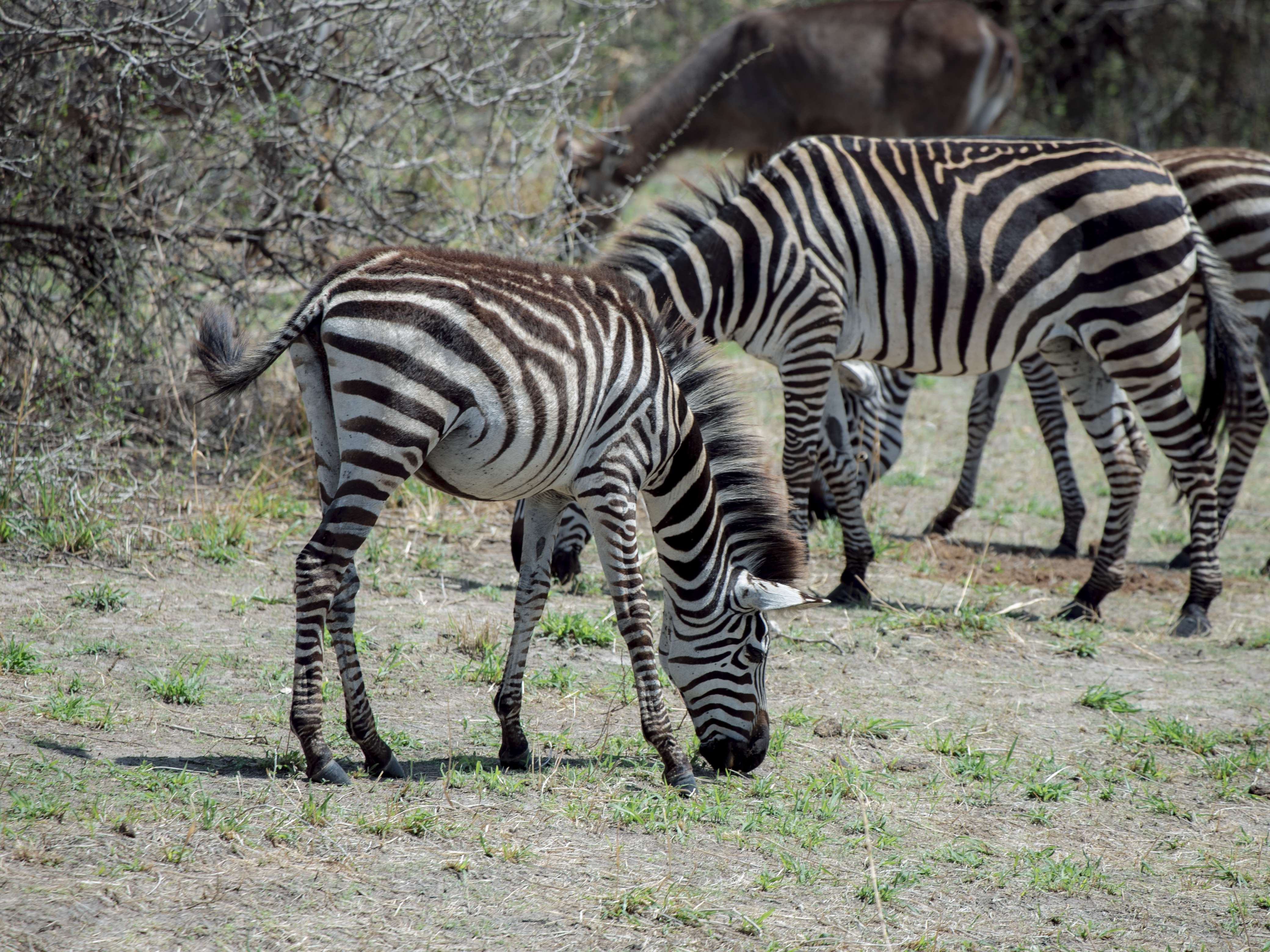 Karibu Safari Experience 10