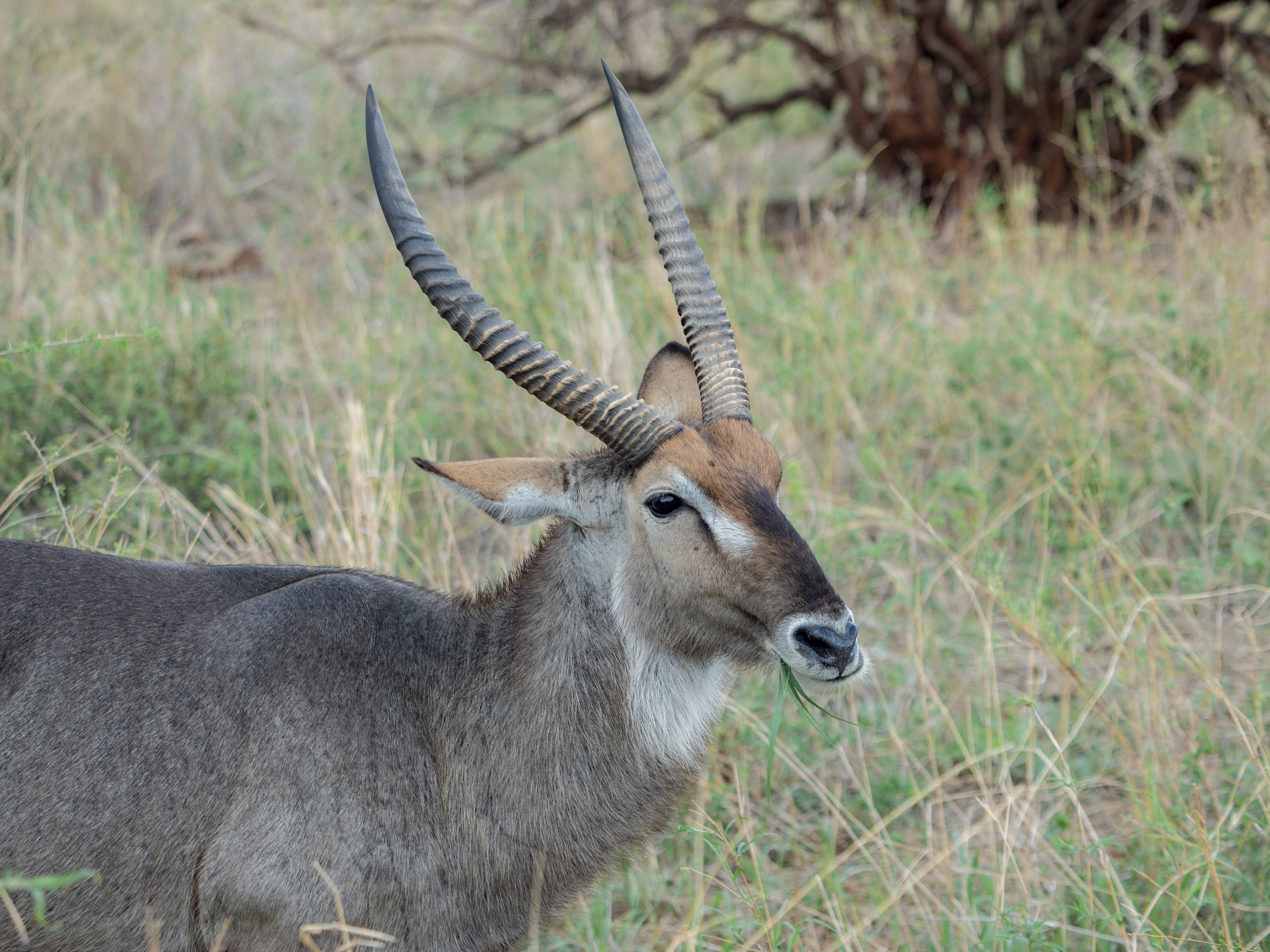 Karibu Safari Experience 11