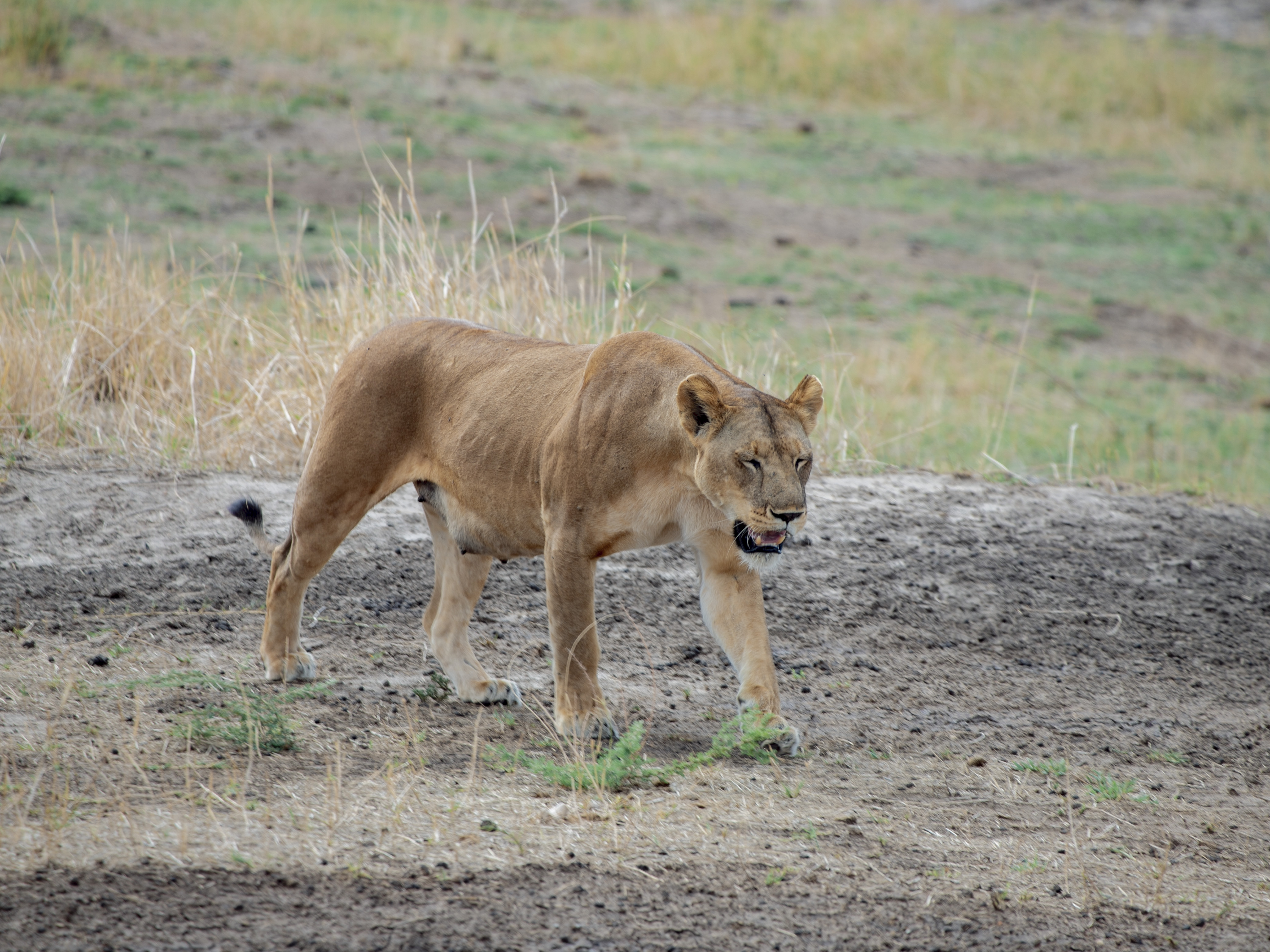 Karibu Safari Experience 12