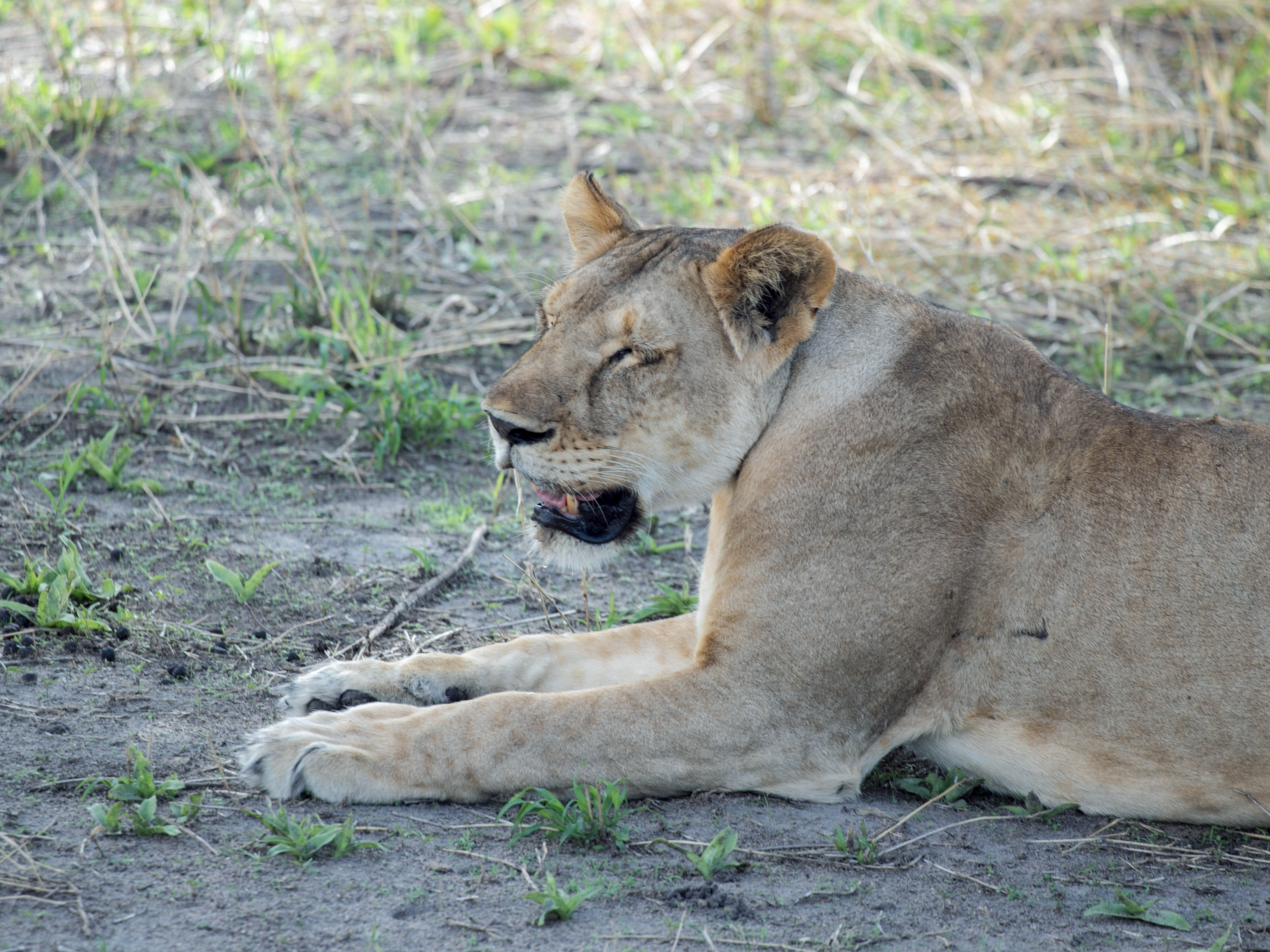 Karibu Safari Experience 13